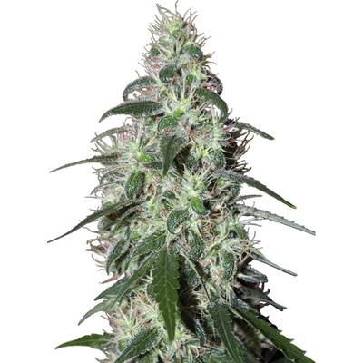 Buddha Seeds Pulsar semienka neobsahujú THC 25 ks