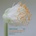 V/A: INDIES SCOPE 2015 CD