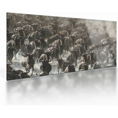 Sklenený obraz - Stádo pakoňov, jednodielne 100x50 cm na skle