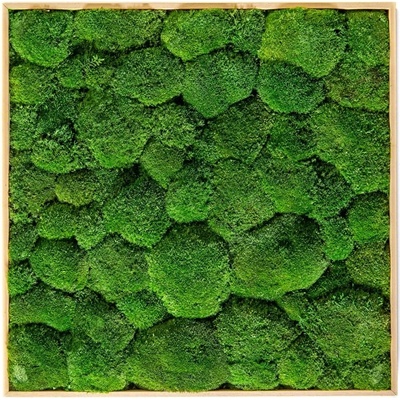 Gardners Mechový obraz 50x50 cm z kopečkového mechu, přírodní