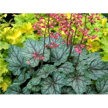 Heuchera Pepermint