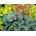 Heuchera Pepermint