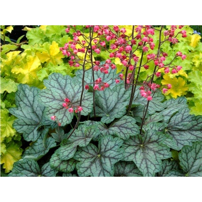 Heuchera Pepermint
