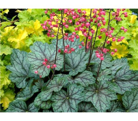 Heuchera Pepermint