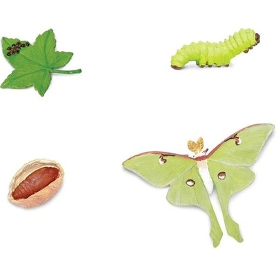 Animal Life Životný cyklus Mory