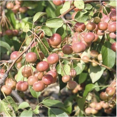 Jabloň okrasná FloraSelf Malus floribunda 'Red Sentinel' výška 125-150 cm kvetináč 18 l