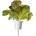 Click & Grow Семена Click and Grow Червена маруля Ромен, 3 броя (SGR94X3)