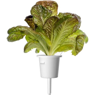 Click & Grow Семена Click and Grow Червена маруля Ромен, 3 броя (SGR94X3)