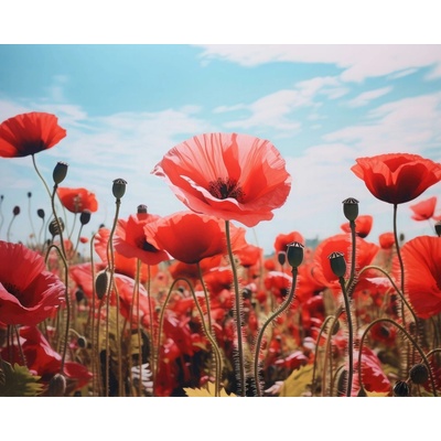 ZUTY Obrazy na stenu - Lúka s makmi Rámovanie: bez rámu a bez vypnutia plátna, Rozmer: 40x50 cm