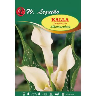 W. Legutko Кала Албомакулата бяла 1 брой