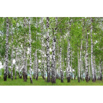 DIMEX ART s. r. o Флизелинов фототапет пролетна брезова горичка 375 x 250 см