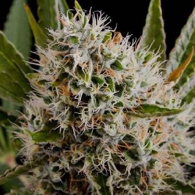 Nirvana Lithium OG Kush regular semena neobsahují THC 10 ks