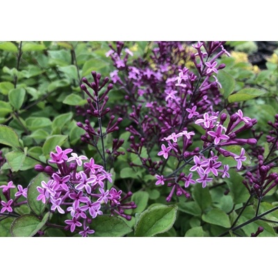 Orgován Dark Purple na 60 cm kmienku, výška 90-110 cm, kvetináč 19 cm