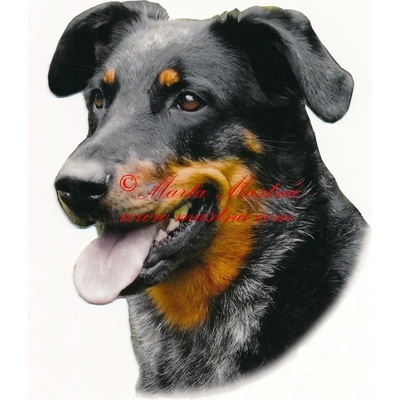 Samolepka beauceron harlekýn 546