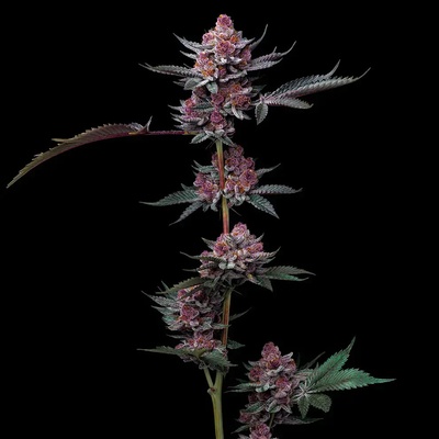 Barney´s Farm Cherry Poppers semienka neobsahujú THC 10 ks