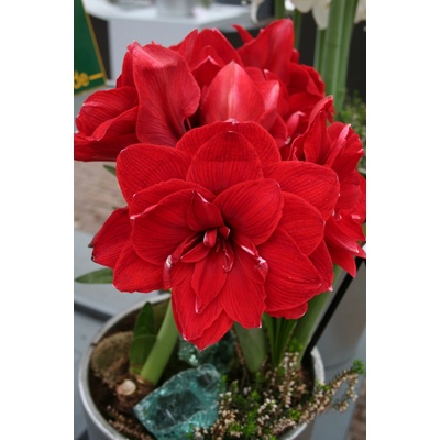 Amaryllis AMARANTIA hippeastrum hvězdník