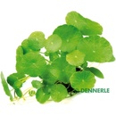 Hydrocotyle verticillata