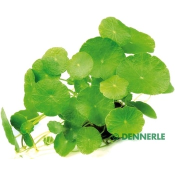 Hydrocotyle verticillata