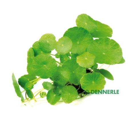 Hydrocotyle verticillata
