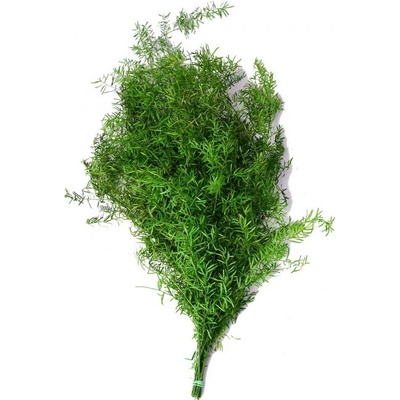 Stabilizovaná rostlina Asparagus Sprengeri Green 40-80 cm