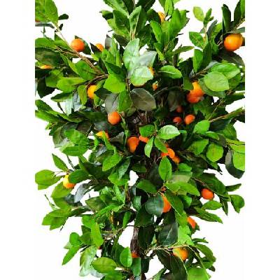 Декоративно дърво Мандарина, Зелен, 200 см (tr-m)