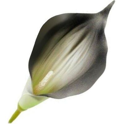Umelá kala čierna 16 cm