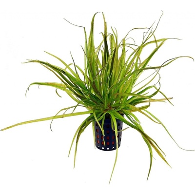 Blyxa Japonica
