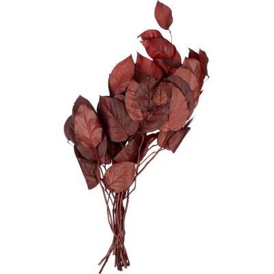 Salal Red - červená
