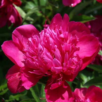Pivoňka Big Ben Paeonia lactiflora hlízy pivoňky 1 ks