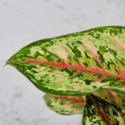 Aglaonema Paradise Red