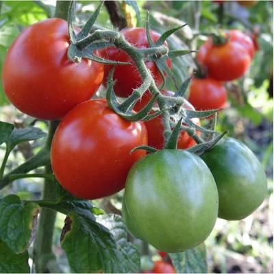 Rajče Crimson Crush PhR F1 Solanum lycopersicum semena 7 ks