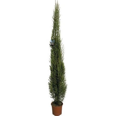 Cyprus vždyzelený FloraSelf Cupessus sempervierens 'Pyramidalis' výška 130–150 cm kvetináč 5 l