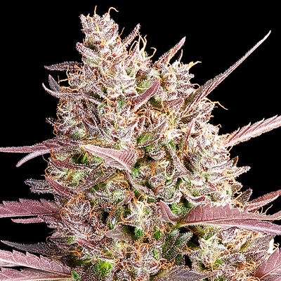 Anesia SeedsRed Line Semienka neobsahujú THC 3 ks