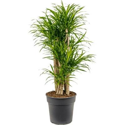 Pleomele (Dracaena) Anita Variegata 27x100 cm
