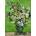 D-Toys - Puzzle Vincent van Gogh: Pink Roses in a Vase - 1 000 piese