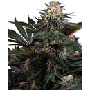 Sensi Seeds Lockdown Kush Research semena neobsahují THC 3 ks