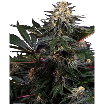 Sensi Seeds Lockdown Kush Research semena neobsahují THC 3 ks