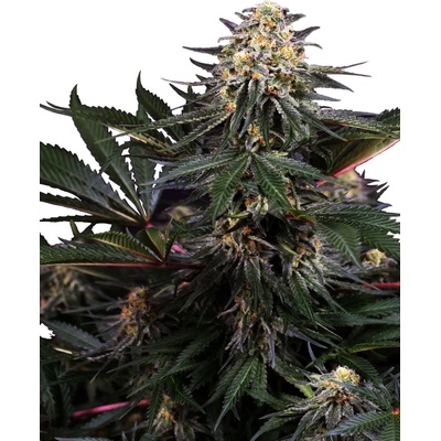 Sensi Seeds Lockdown Kush Research semena neobsahují THC 10 ks