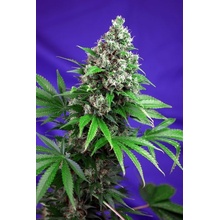 Sweet Seeds Killer Kush Fast Version semena neobsahují THC 5 ks