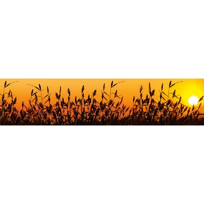 Dimex KI260-128 Fototapeta do kuchyně Reeds rozměry 260 x 60 cm