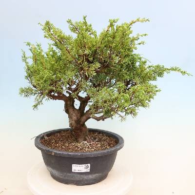 e-bonsai Venkovní bonsai - Juniperus chinensis Itoigawa-Jalovec čínský