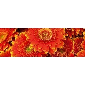 DIMEX ART Фототапет за кухня - гербери 180 x 60 см