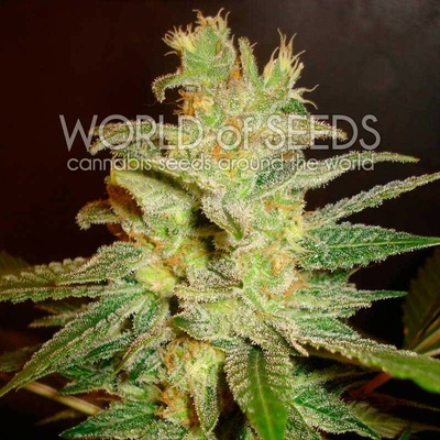 World of Seeds Northern Light x Big Bud semienka neobsahujú THC 7 ks