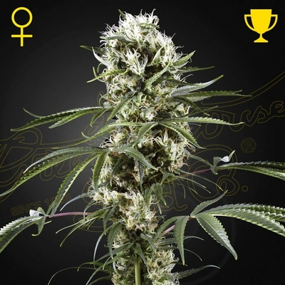 Green House Seed Super Lemon Haze semienka neobsahujú THC 1 ks