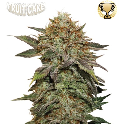 Seedstockers Superior Fruit Cake semena neobsahují THC 1 ks