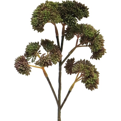Rozchodník - Sedum spray V30 cm hnědozelený