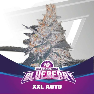 BSF Seeds Blueberry XXL AUTO semena neobsahují THC 4 ks