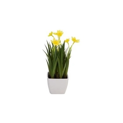 Rozkvetlé narcisy, 23 cm