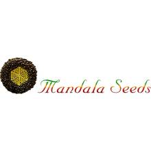 Mandala Seeds Safari Mix semena neobsahují THC 20 ks