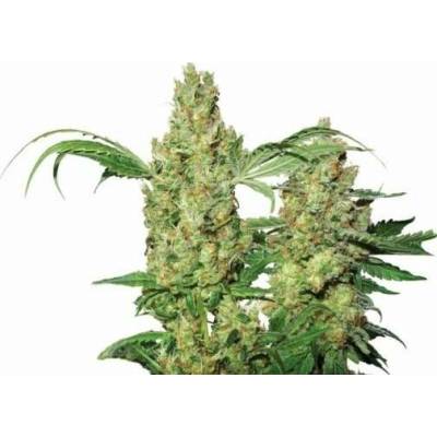 Nirvana Pure Power Plant AUTO semena neobsahují THC 5 ks